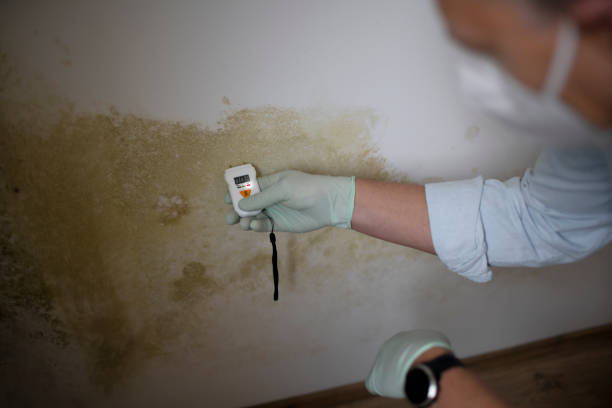 Best Emergency Mold Remediation in Lambertville, NJ