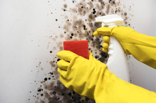 Best Commercial Mold Remediation in Lambertville, NJ