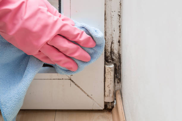 Best Emergency Mold Remediation in Lambertville, NJ